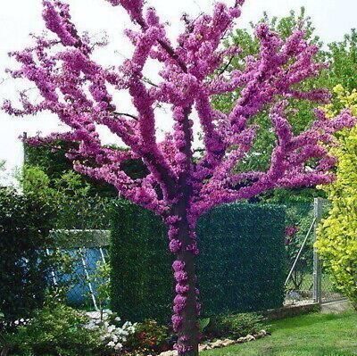 Piante & sementi: Arbre de Judée  2x 20cm  (cercis S.) – Nuovo e nell'imballaggio originale da Bremblens venduto da FIBONACCI369 2