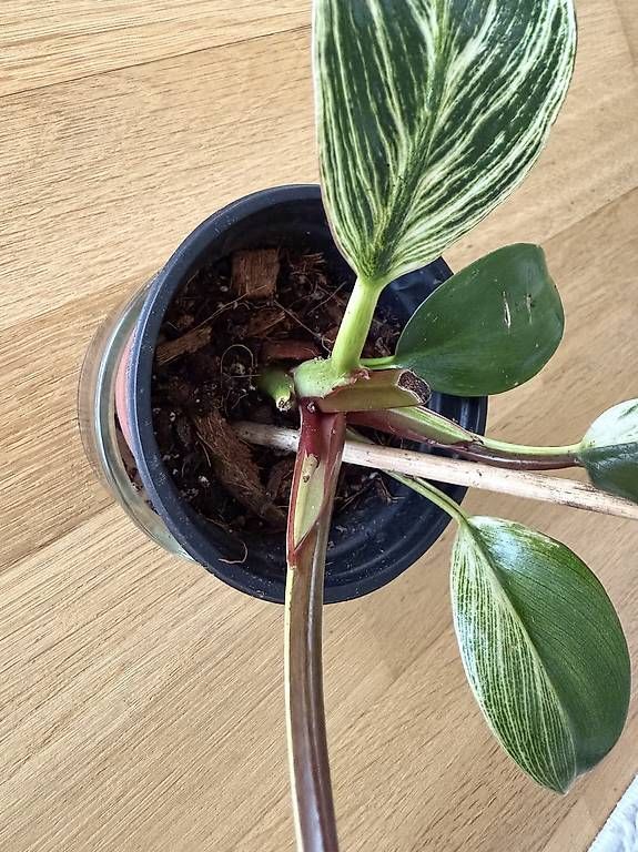 Piante & sementi: Philodendron birkin rare – Usato da Spiez venduto da Lunelu 2