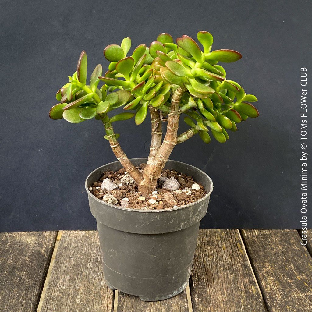 Piante & sementi: CRASSULA OVATA MINIMA - Kompakter Geldbaum – Nuovo e nell'imballaggio originale da Adliswil venduto da TAKEYOURPLANT 8