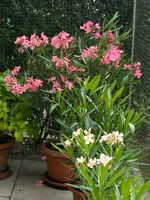Oleander lachsfarben