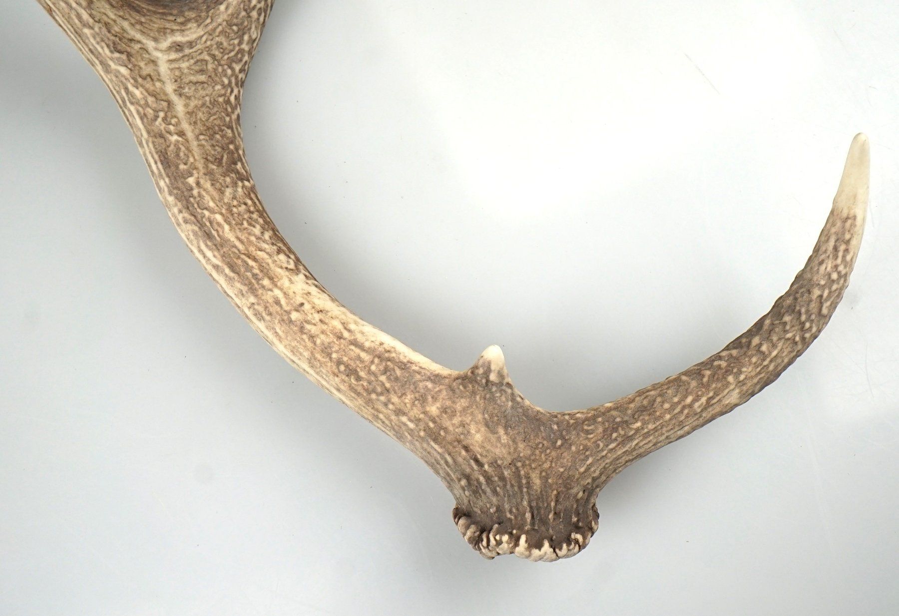 Il mondo degli animali: einzelnes Hirschhorn – Usato da Volketswil venduto da brockipfannenstil 4