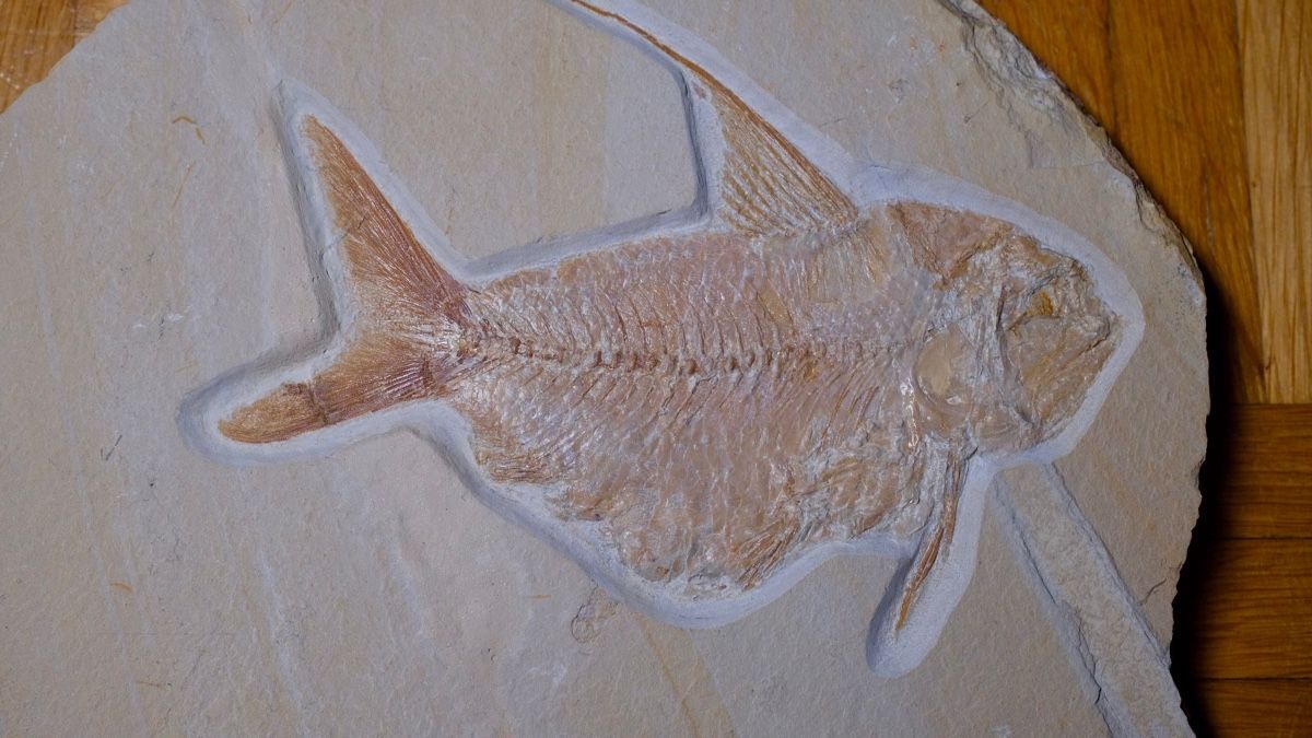 Fossili: Fossil - Nematonotus longspinatus – Usato da Biel/Bienne venduto da nimmes 1