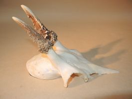 Rehbock Gehörn Trophäe Jagdtrophäe Deko Reh geweih Jagd (3)