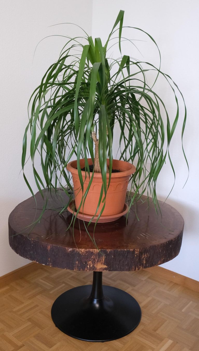 Tavoli: Pflanzentisch Beistelltisch Baumscheiben Tisch 80cm – Usato da Zürich venduto da Melody2000
