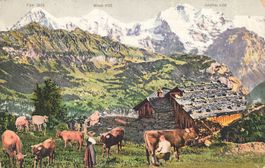 Alp eiger monch jungfrau Kühe mucche