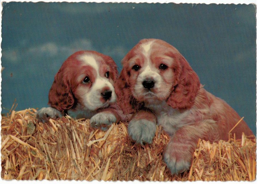 Cartoline postali: Junge Hunde im Stroh, geschätzt 1960 – Usato da Frauenfeld venduto da POML
