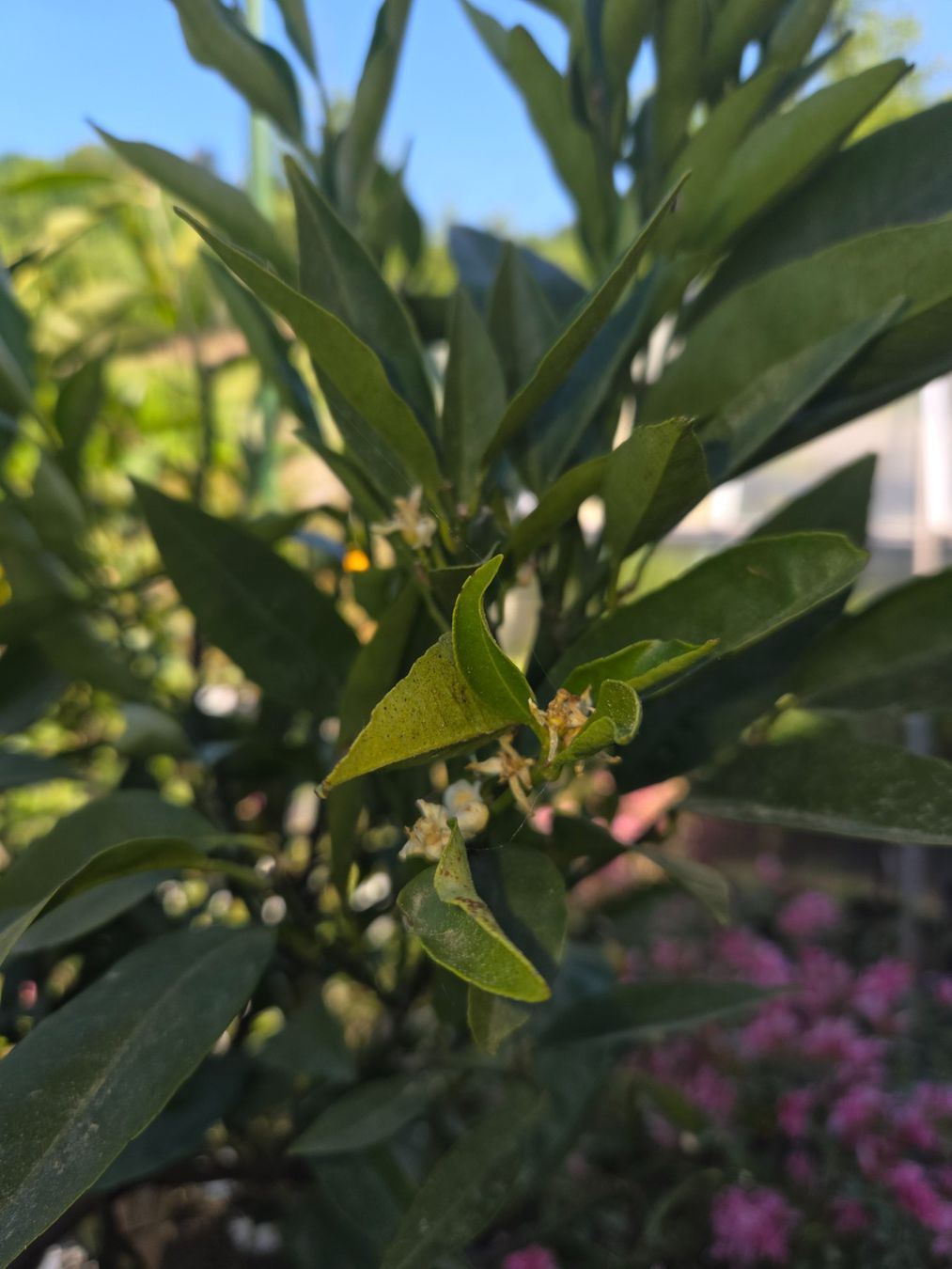 Pflanzen & Samen: zitrus clementine baum 1m80 – Gebraucht aus Unterlunkhofen von tomnova 5