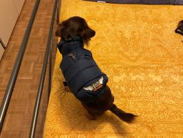 Doudoune chien chaude hiver Puppy Angel bleu taille S marine