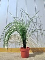 Kunst Pflanze Ziergras schlanke Deko-Graspflanze