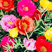 50 Samen  Mix Blume «PORTULAKRÖSCHEN“