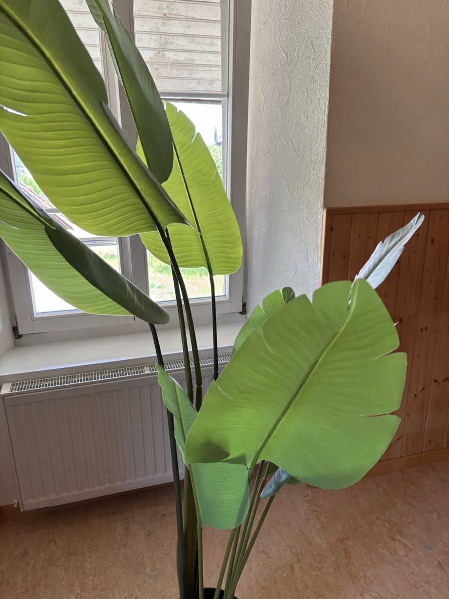Plantes & graines: Zimmerpflanze – D'occasion à Hilfikon par Elodie1990 3