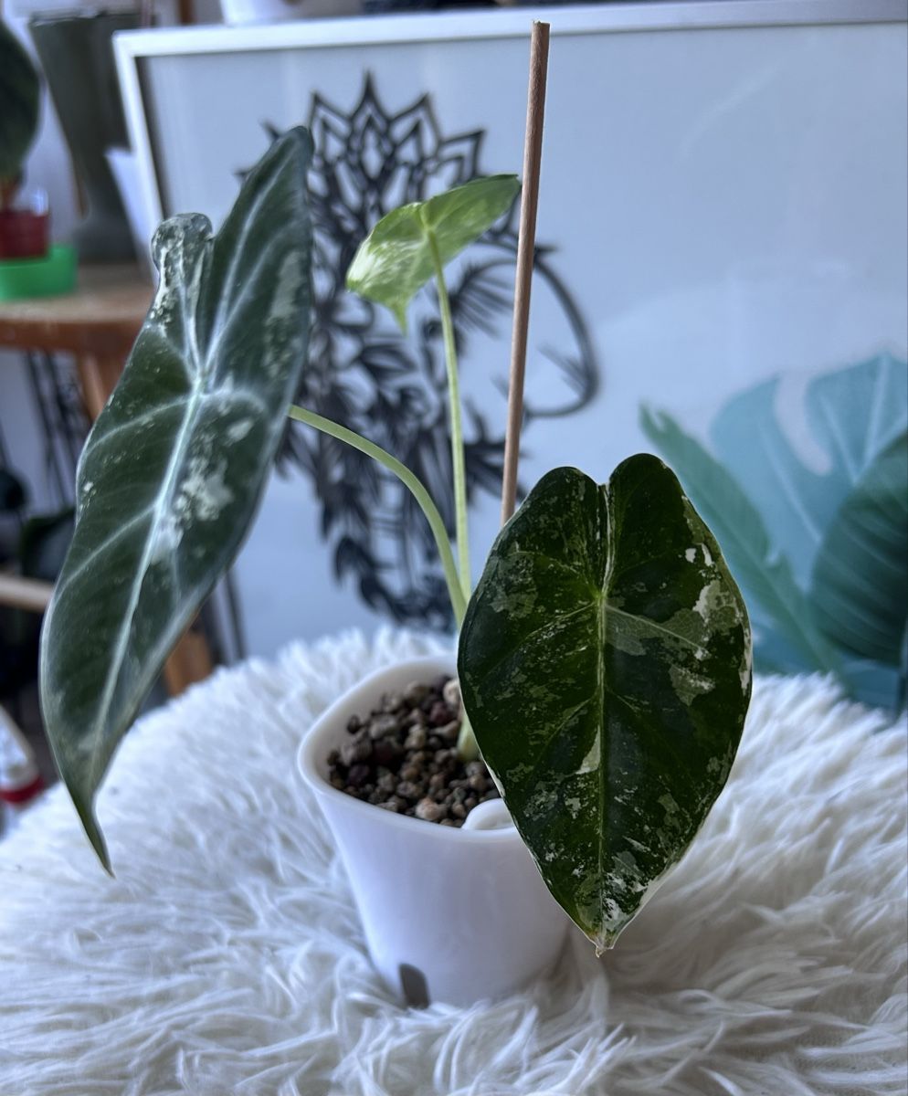 Piante & sementi: Alocasia Frydek variegata  – Nuovo (secondo la descrizione) da Scherzingen venduto da Elefantenohr.ch 1