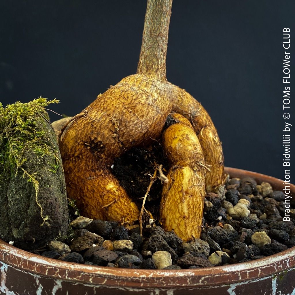Piante & sementi: Brachychiton Bidwillii - Bonsai Bäumchen - Flaschenbaum – Nuovo e nell'imballaggio originale da Adliswil venduto da astom369 5