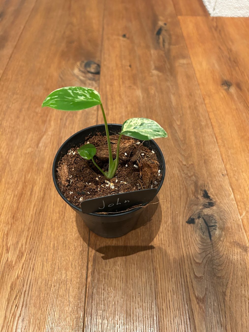 Piante & sementi: Monstera Bulbasur💚 – Nuovo e nell'imballaggio originale da Wattwil venduto da Mikesplantshop