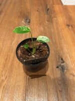 Monstera Bulbasur💚