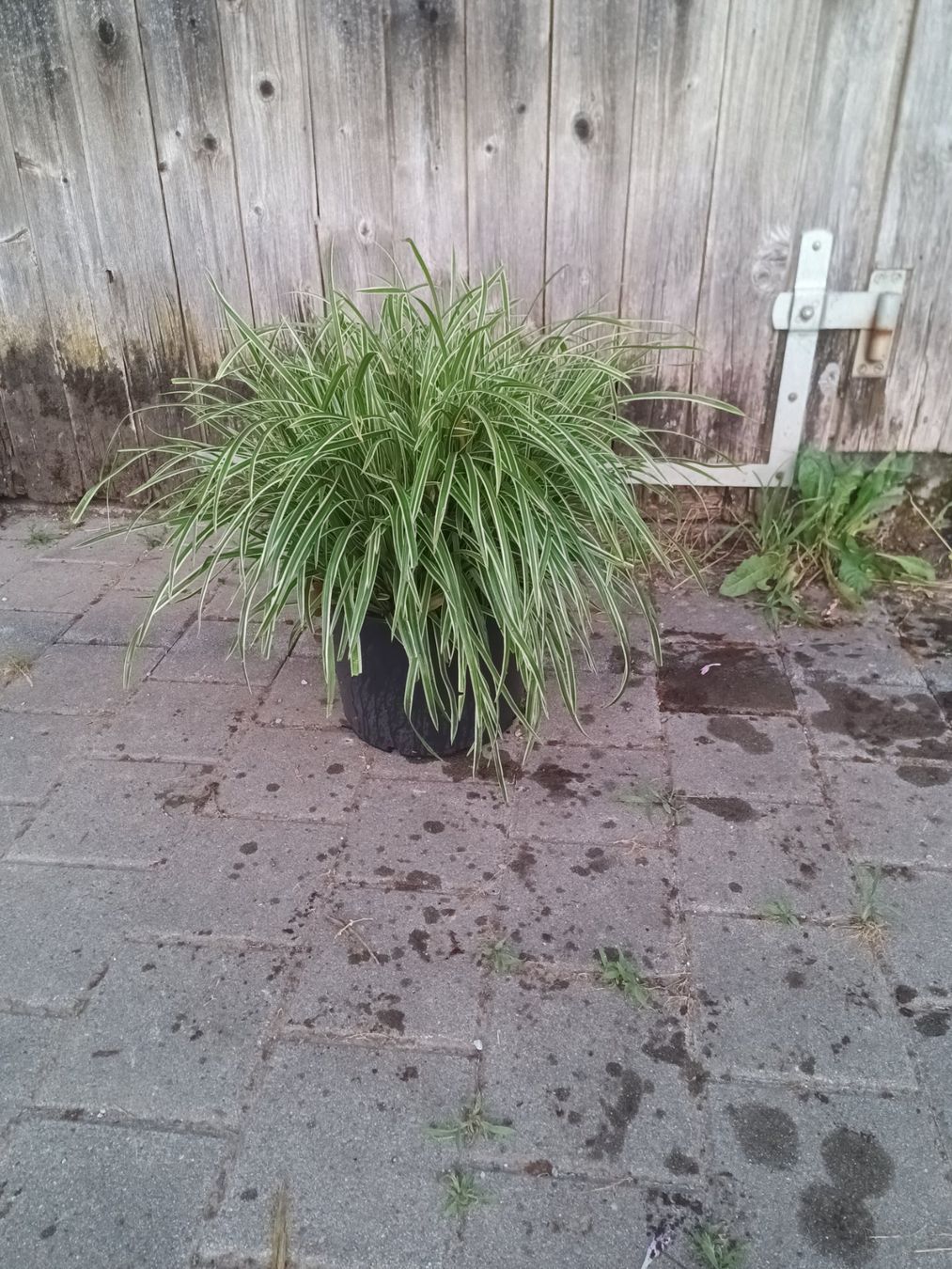 Piante & sementi: Carex variegata – Usato da Zug venduto da SirGoldFish