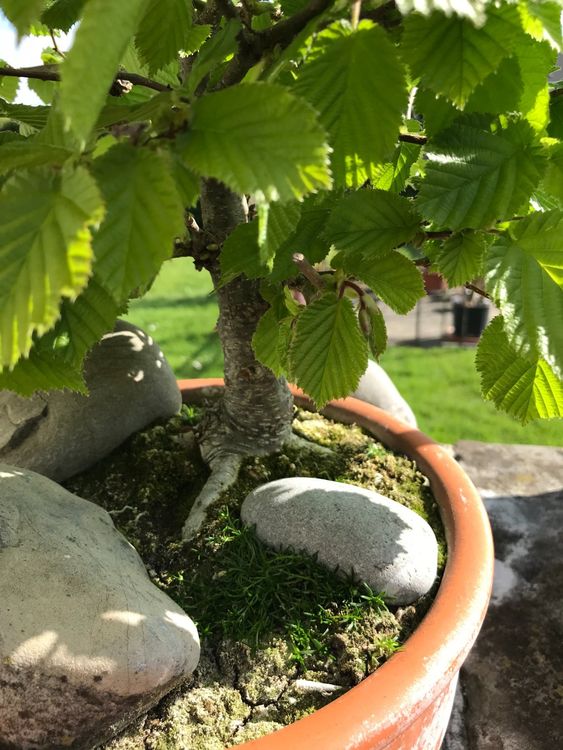 alter Bonsai Buche, winterhart Kaufen auf Ricardo
