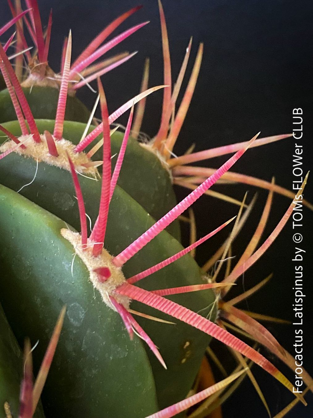 Pflanzen & Samen: Ferocactus Latispinus - Sonne liebender Kaktus – Neu und originalverpackt aus Adliswil von astom369 7