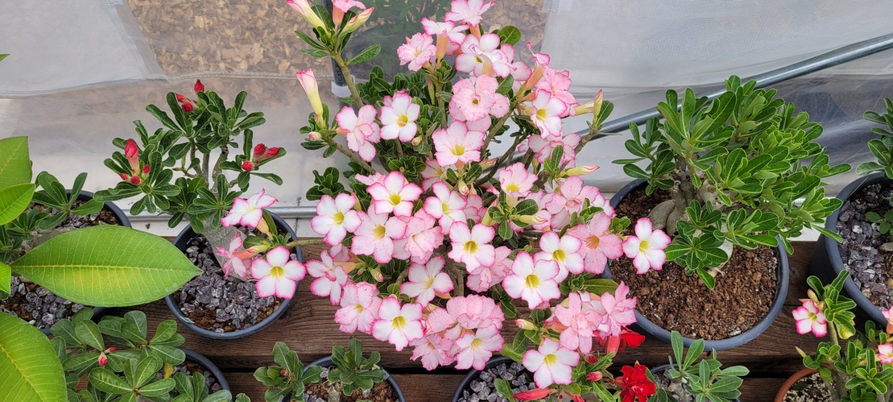 Pflanzen & Samen: Adenium / Wüstenrosen Samen-Mix – Neu (gemäss Beschreibung) aus St.Erhard von  5