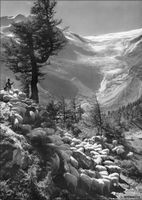 Alp Grüm GR // Pontresina Schafe Schafherde