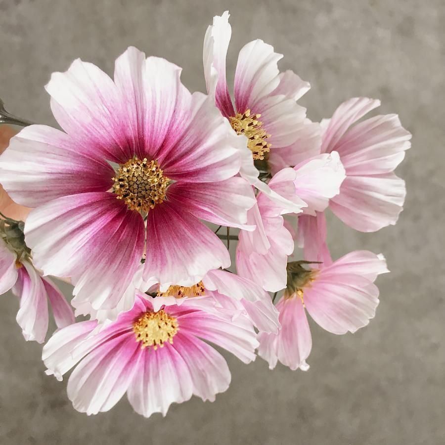 Pflanzen & Samen: 50 Samen Cosmea DAYDREAM Schmuckkörbchen – Gebraucht aus Ehrendingen von VerveinaSamen