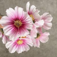 50 Samen Cosmea DAYDREAM Schmuckkörbchen