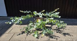 Eukalyptus Pflanze