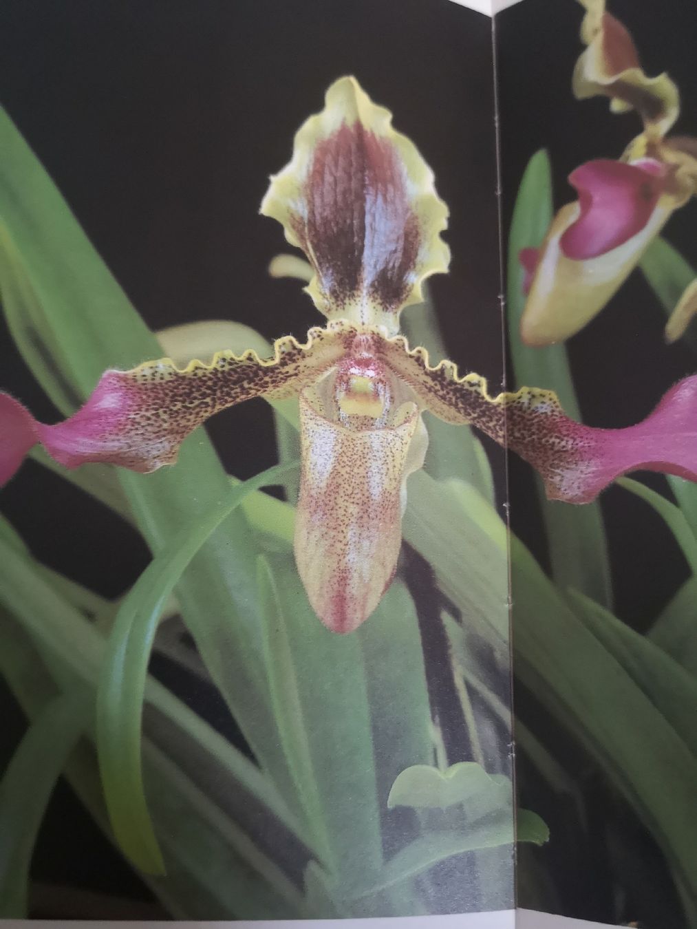 Bücher: Orchids – Gebraucht aus Dietikon von aro_mr6l 1