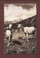 CHEVRES / ZIEGEN - Feldpost