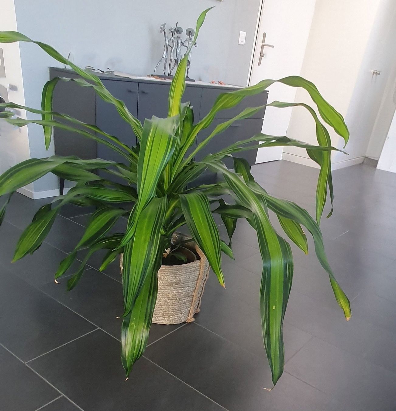 Plantes & graines: Topf Planze – D'occasion à Konolfingen par Kanggoo