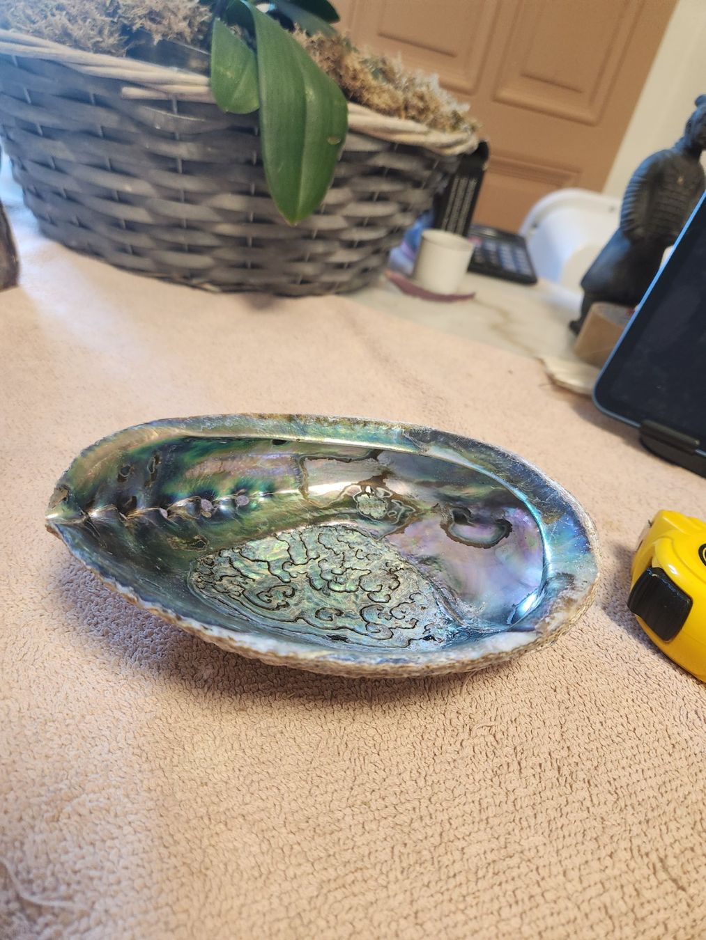 Alle Dekorationen: Grand Ormeau Abalone Paua Nacre Multicolore Rare 17cm – Gebraucht aus Chêne-Bourg von Pqnospfc 4