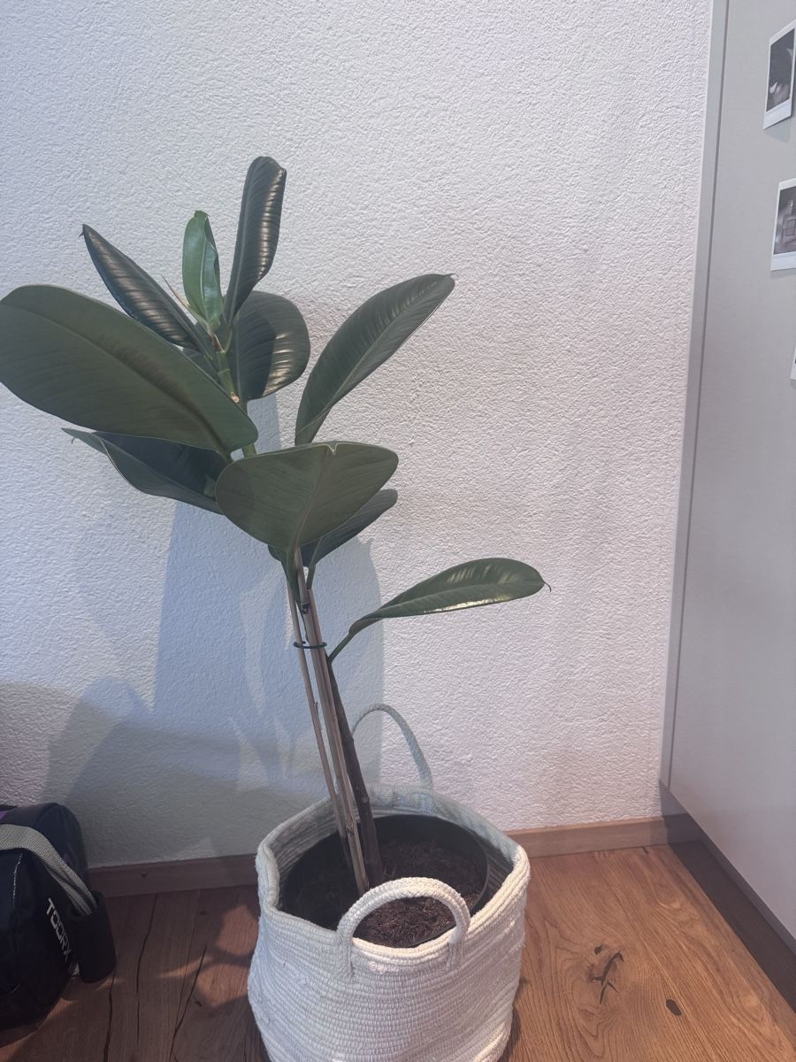 Piante & sementi: Grosse ficus elastica – Usato da Brig venduto da dit_d5mn 1