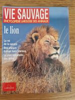 Vie sauvage - le lion
