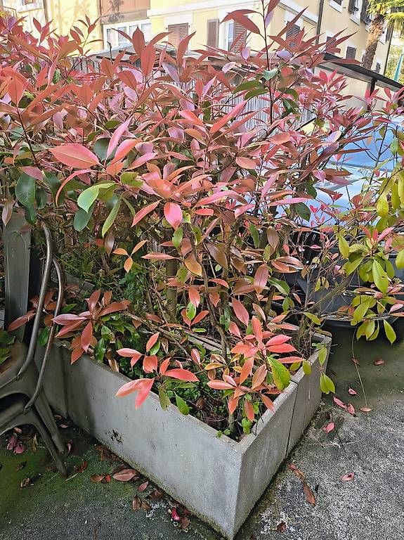 Piante & sementi: Plantes de jardin avec pot – Usato da Clarens venduto da m.cabin 3