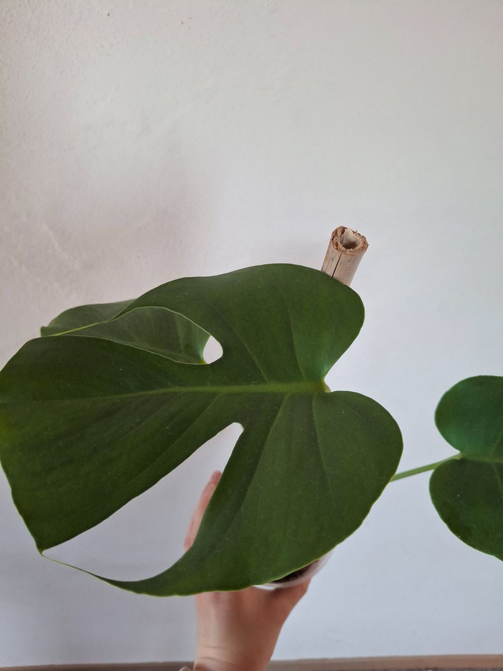 Piante & sementi: Monstera Deliciosa/Fensterblatt – Nuovo (secondo la descrizione) da Wila venduto da mal_e_na 1
