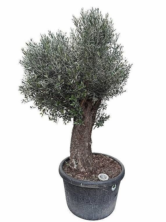Plantes & graines: Olivenbaum "Olea Europea 19" – Neuf avec emballage d'origine à Zuckenriet par Thur_Plant 4