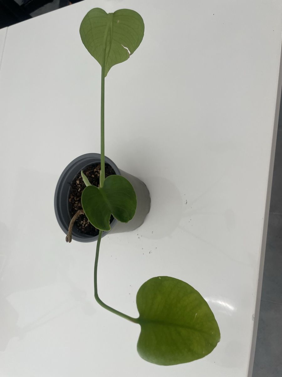 Piante & sementi: Baby monstera – Usato da Bern venduto da adr_62mn