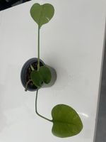 Baby monstera