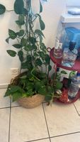 XXL Efeutute (Pothos) über 6 Meter lang inkl. Rattan-Übertop