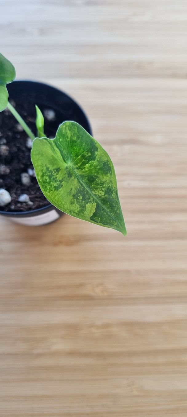 Piante & sementi: Alocasia Frydek GoG – Nuovo e nell'imballaggio originale da Wallenwil venduto da LadyLeaf_Ellis1 1
