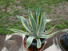 Grosse Agave mit gelben Blatträndern Höhe ca. 90 cm.