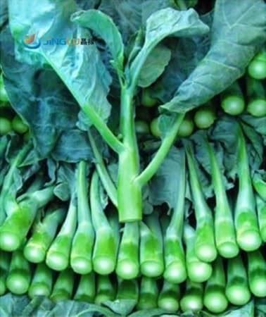 Piante & sementi: BROCOLI CHINOIS KAI-LAN 30g – Nuovo (secondo la descrizione) da Bremblens venduto da FIBONACCI369