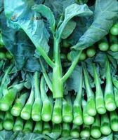 BROCOLI CHINOIS KAI-LAN 30g