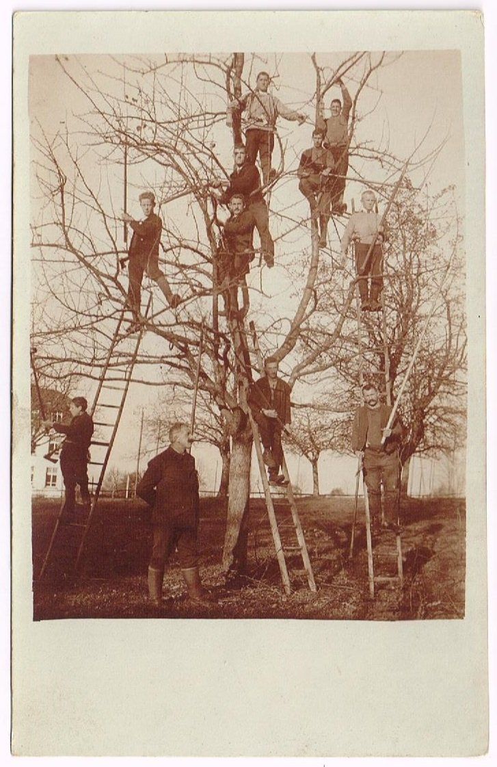 Cartoline postali: Landwirtschaft/Baumschule 1910 – Usato da Wil SG venduto da Clanx