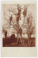 Landwirtschaft/Baumschule 1910