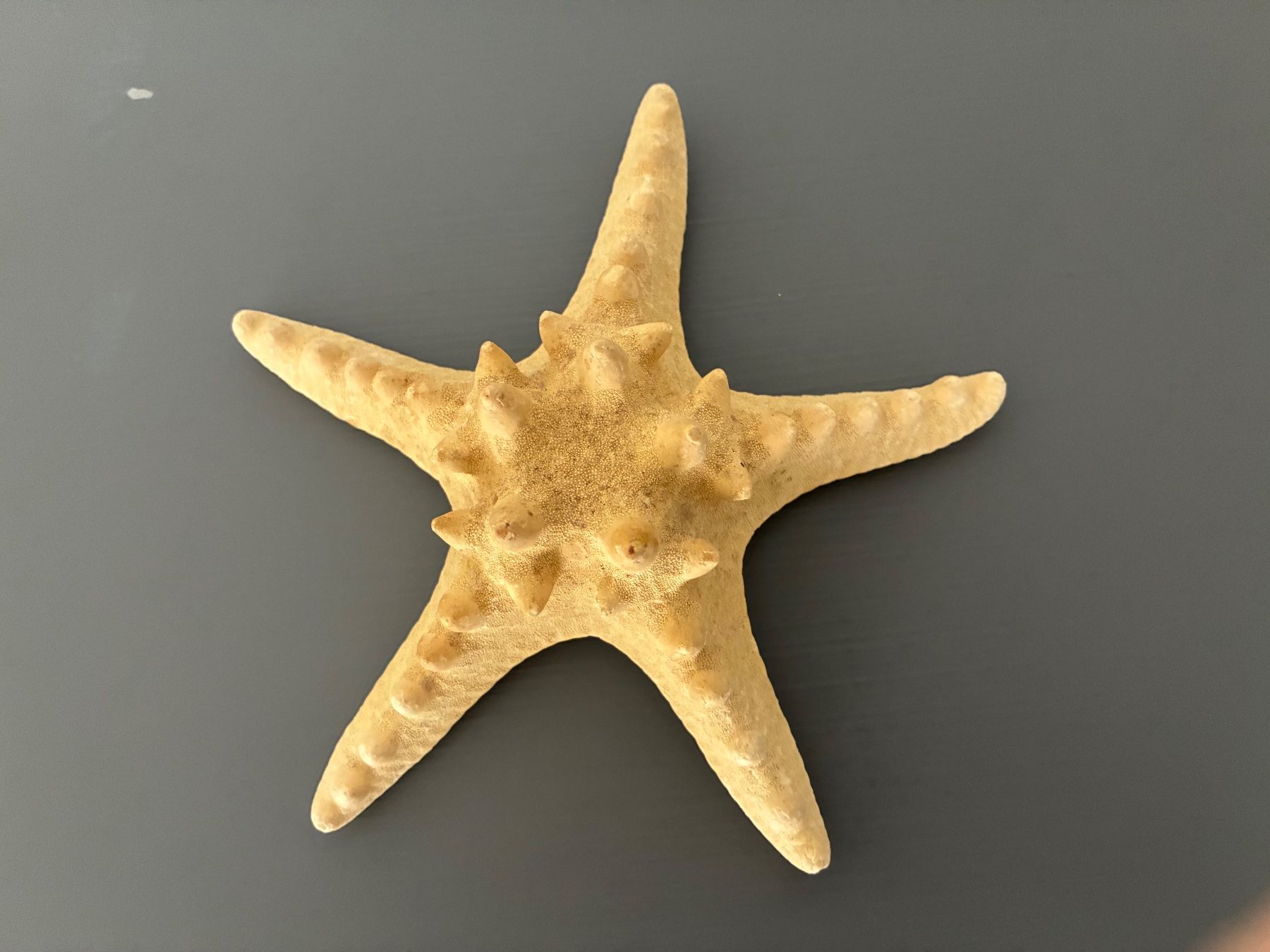 Fossili: Seesterne 2er Set – Usato da Frick venduto da sandra037 6