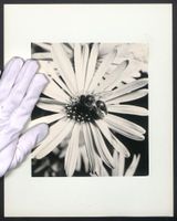 Fotografie Mikroaufnahme, Biene nimmt Po