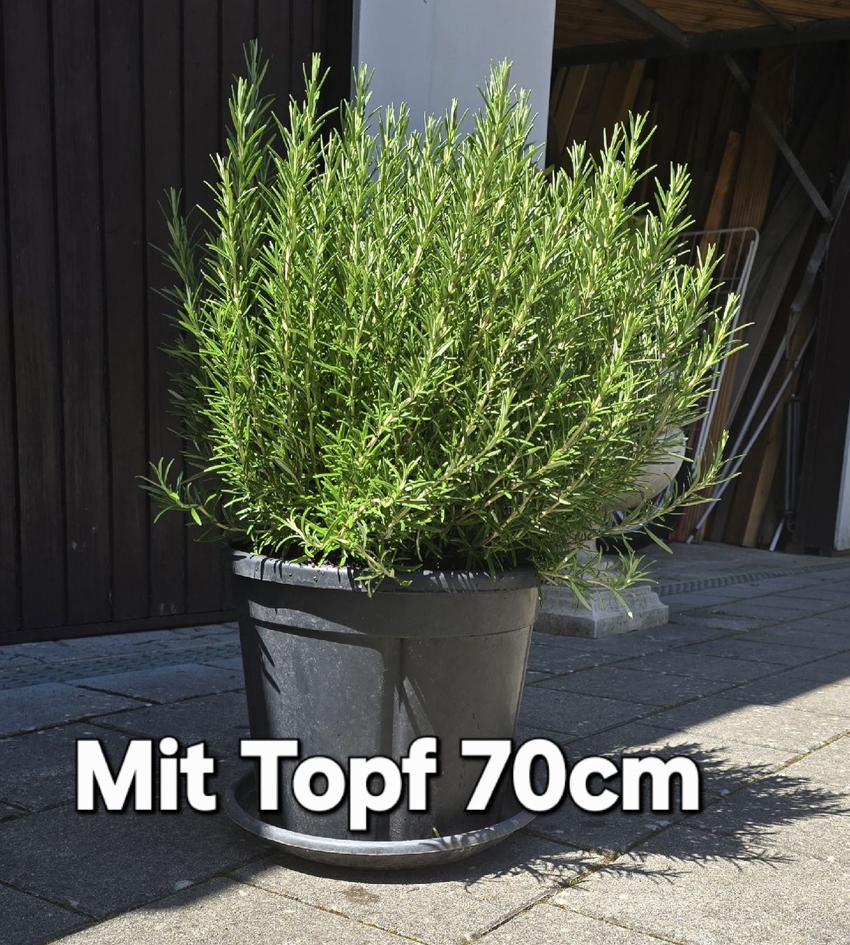 Piante & sementi: Grosser Rosmarin im Topf – Nuovo (secondo la descrizione) da Aarburg venduto da popkorn65