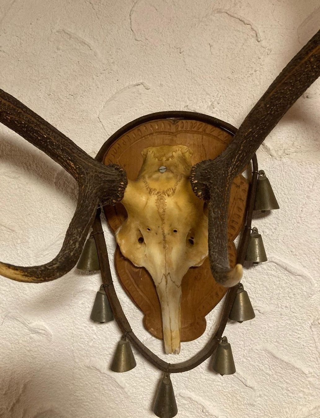 Il mondo degli animali: Wunderschöne Hirschgeweih-Trophäe – Usato da Zürich venduto da Melossoap 1