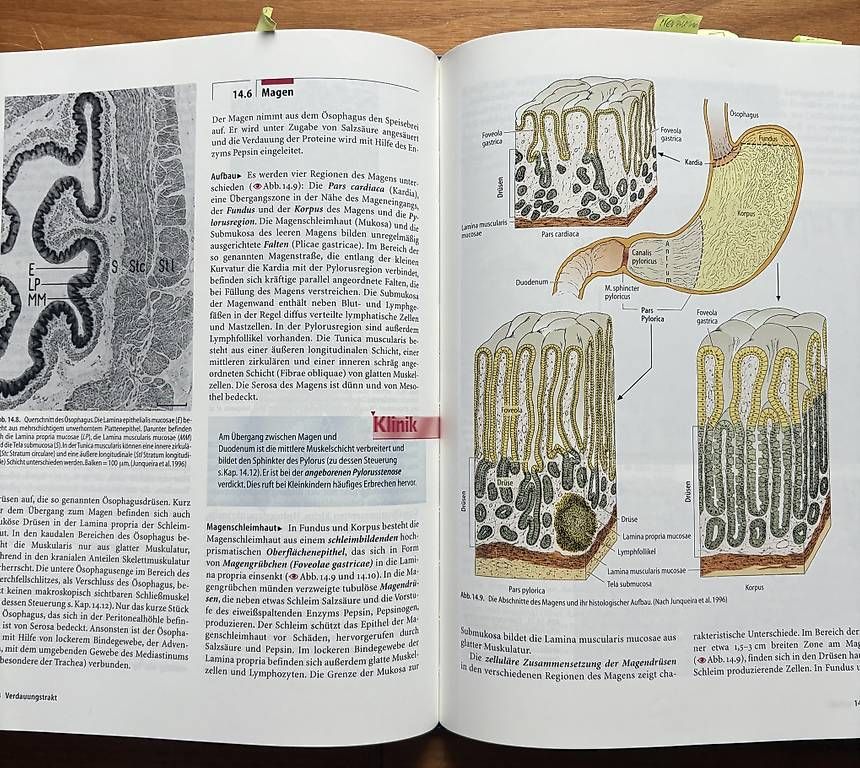 Libri: Histologie-Lehrbuch – Usato da Wilihof venduto da escargotet 2